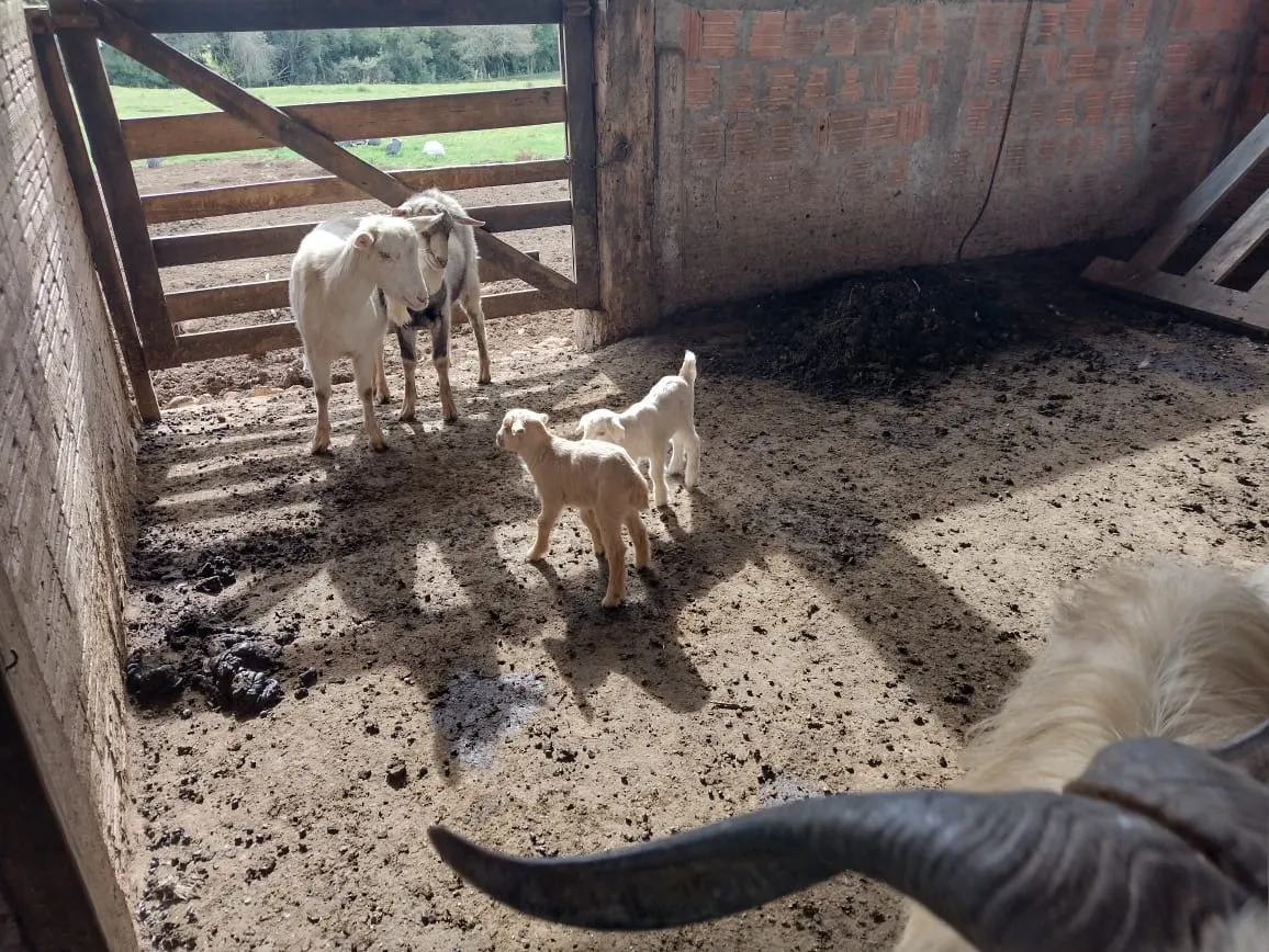 Chácara à venda de 7 ha em Guareí, SP, Brasil