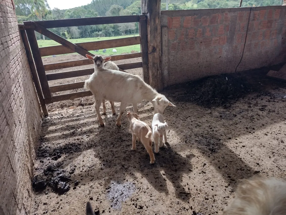 Chácara à venda de 7 ha em Guareí, SP, Brasil