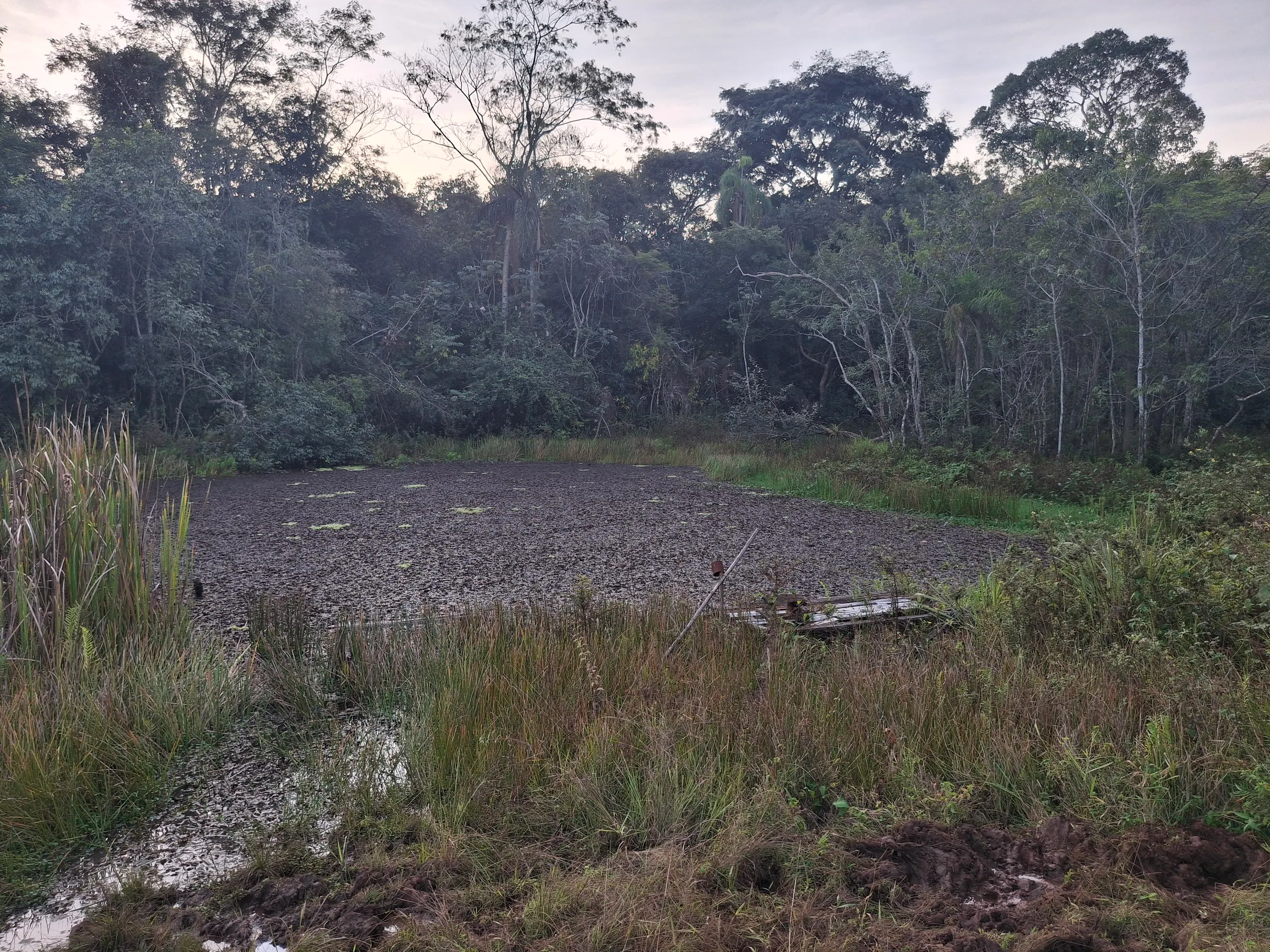Sítio à venda de 44 ha em Piraju, SP, Brasil