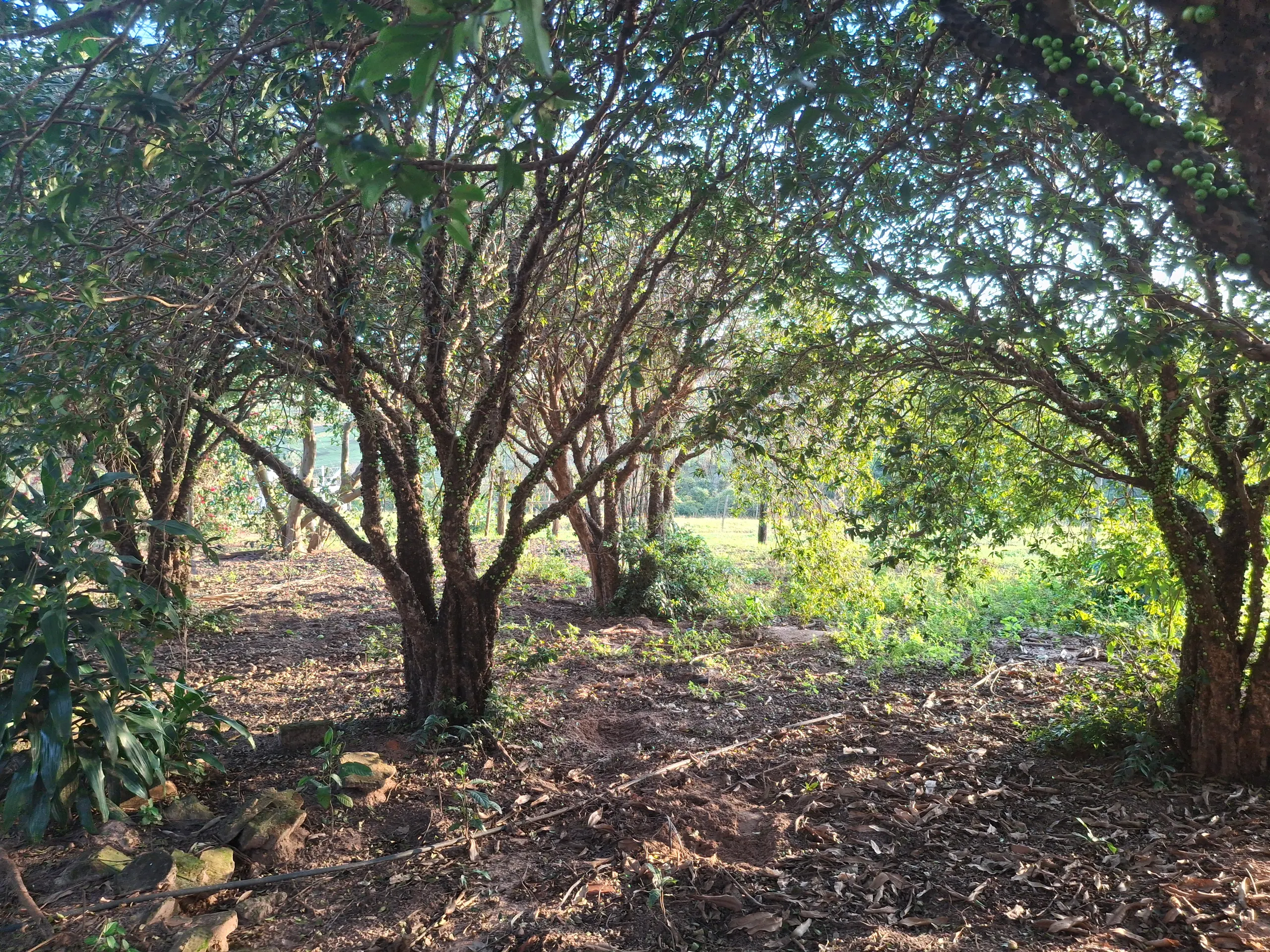 Sítio à venda de 44 ha em Piraju, SP, Brasil