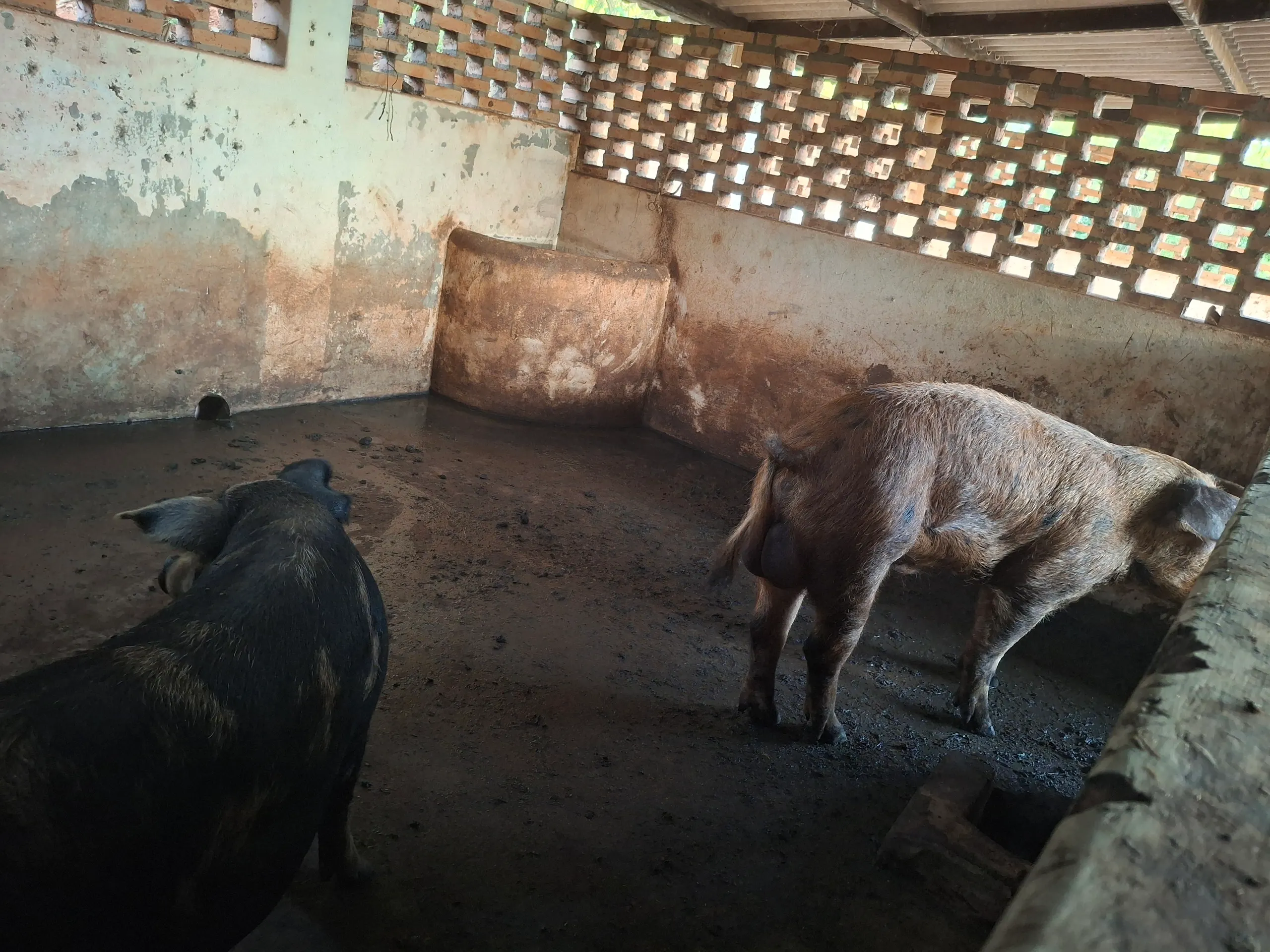 Sítio à venda de 44 ha em Piraju, SP, Brasil