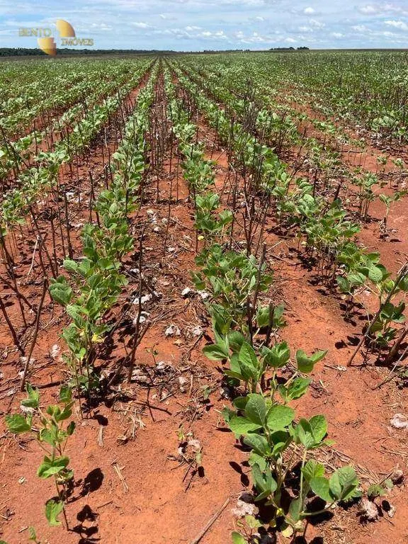 Fazenda à venda e para Arrendar de 890 ha em Diamantino, MT, Brasil