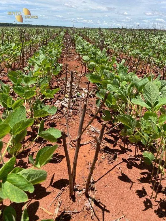 Fazenda à venda e para Arrendar de 890 ha em Diamantino, MT, Brasil