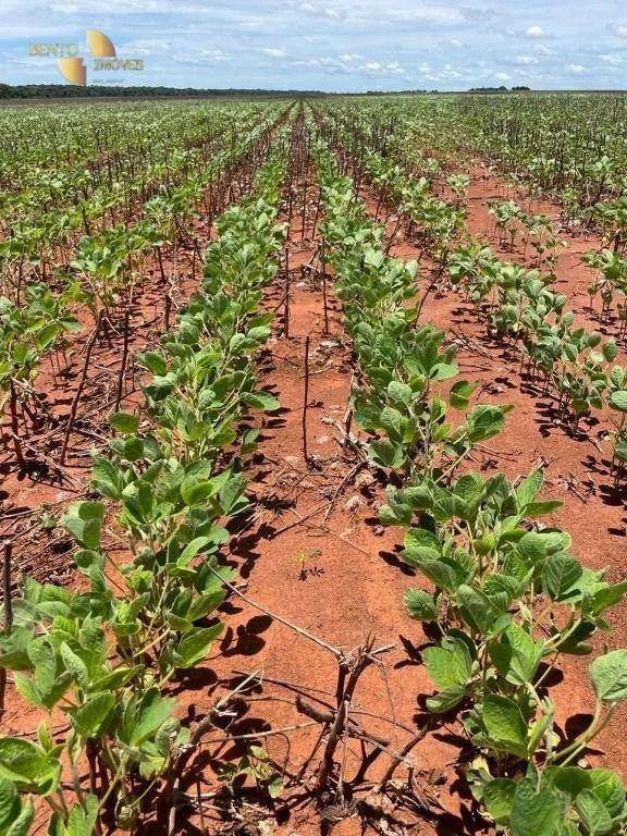 Fazenda à venda e para Arrendar de 890 ha em Diamantino, MT, Brasil
