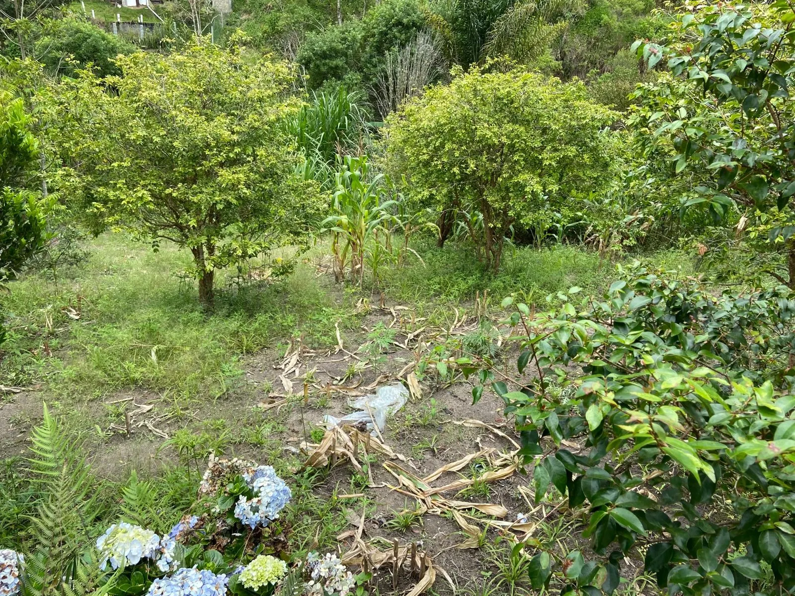 Small farm for sale of 96 acres in São Luiz do Paraitinga, SP, Brazil