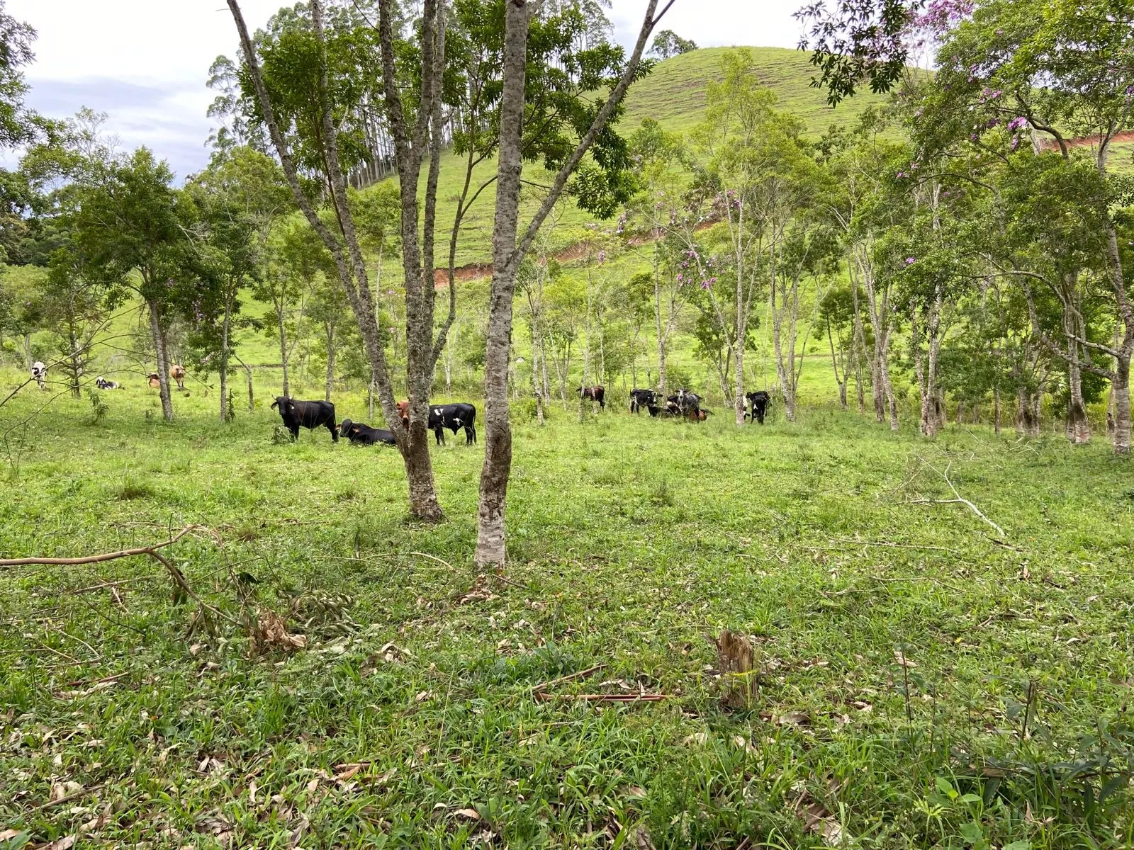 Small farm for sale of 96 acres in São Luiz do Paraitinga, SP, Brazil