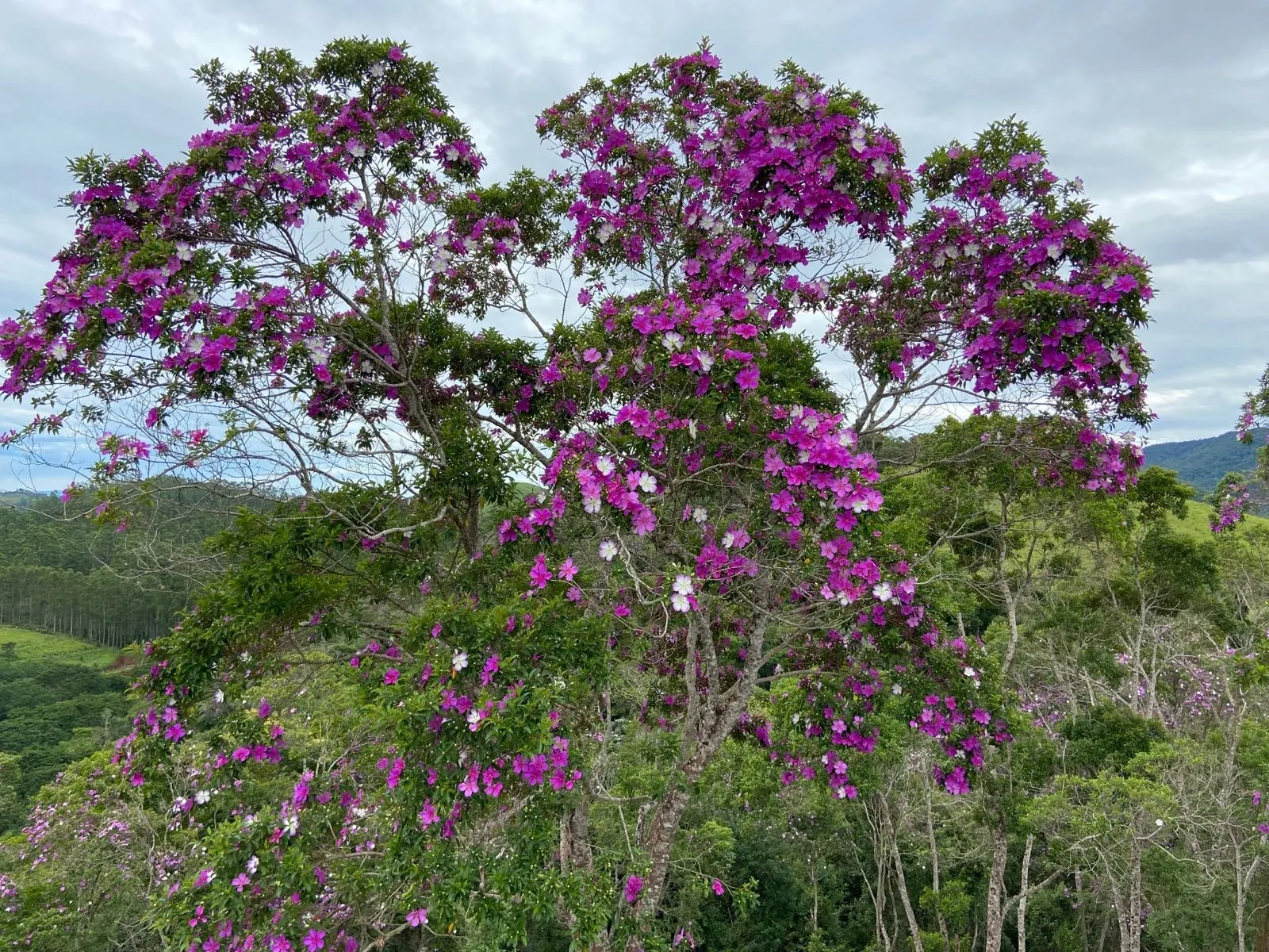 Small farm for sale of 96 acres in São Luiz do Paraitinga, SP, Brazil