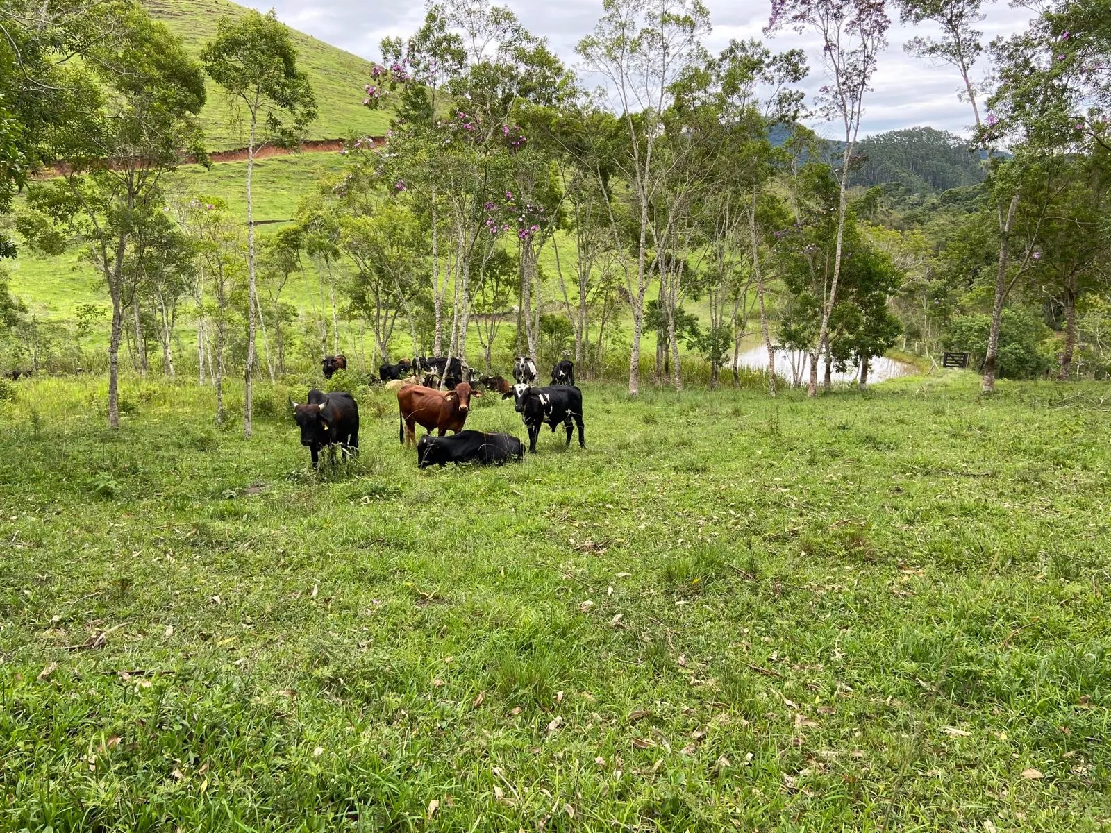Small farm for sale of 96 acres in São Luiz do Paraitinga, SP, Brazil