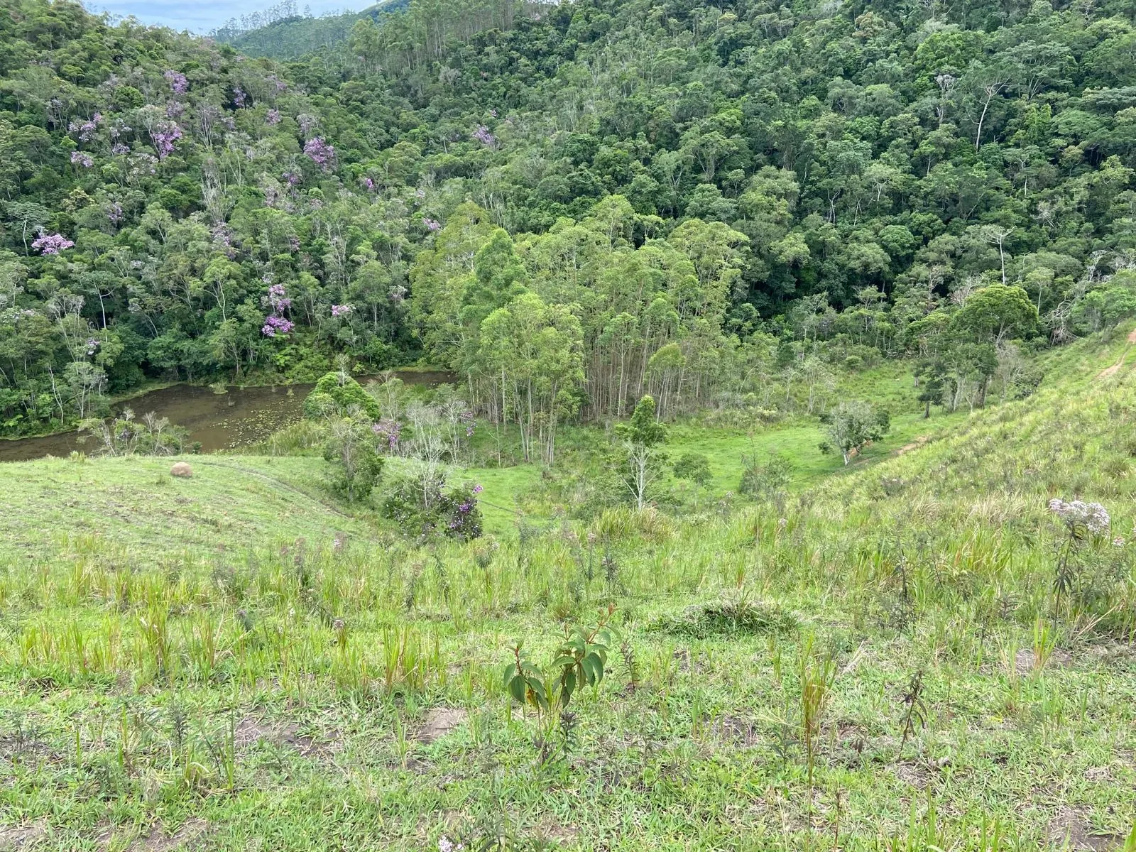 Small farm for sale of 96 acres in São Luiz do Paraitinga, SP, Brazil
