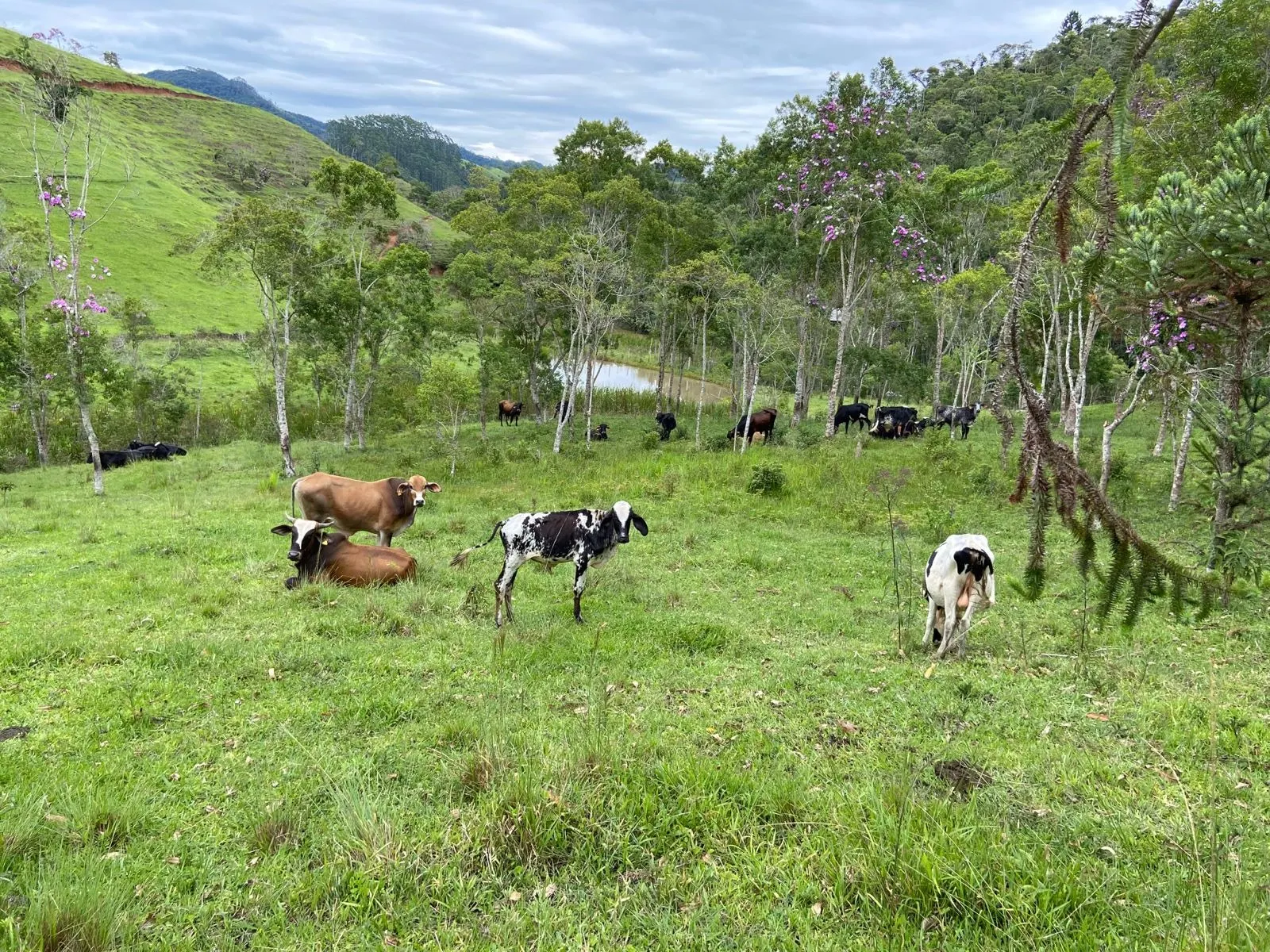 Small farm for sale of 96 acres in São Luiz do Paraitinga, SP, Brazil