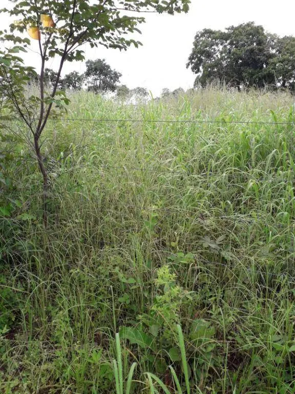 Farm for sale of 1,273 acres in Nossa Senhora do Livramento, MT, Brazil