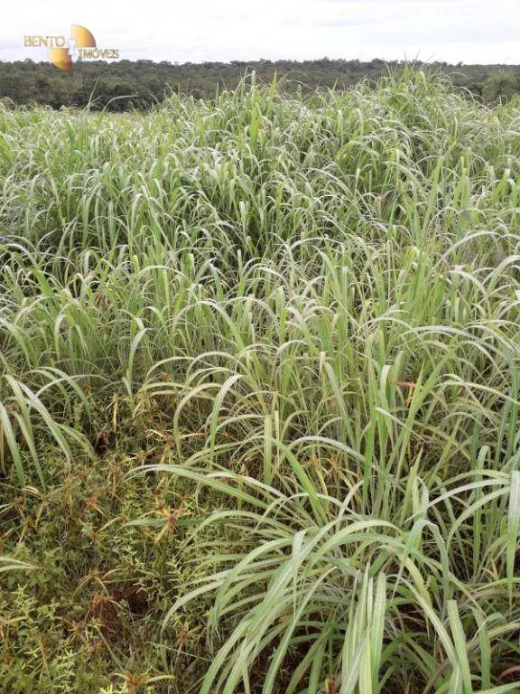 Farm for sale of 1,273 acres in Nossa Senhora do Livramento, MT, Brazil