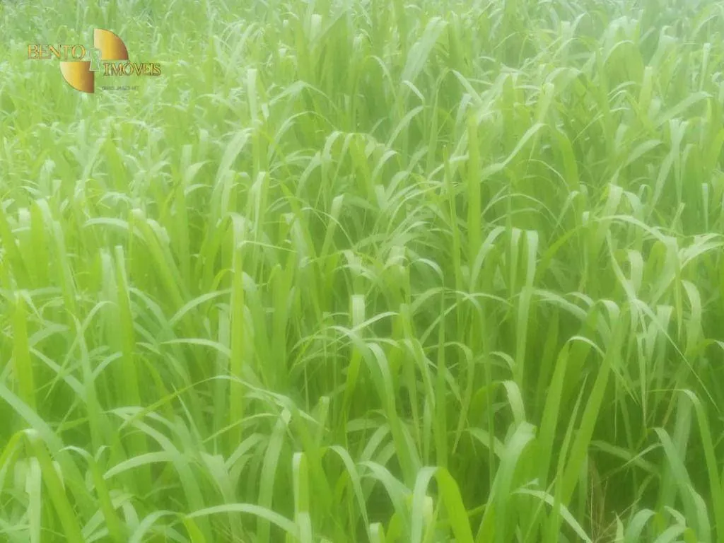 Farm for sale of 1,273 acres in Nossa Senhora do Livramento, MT, Brazil