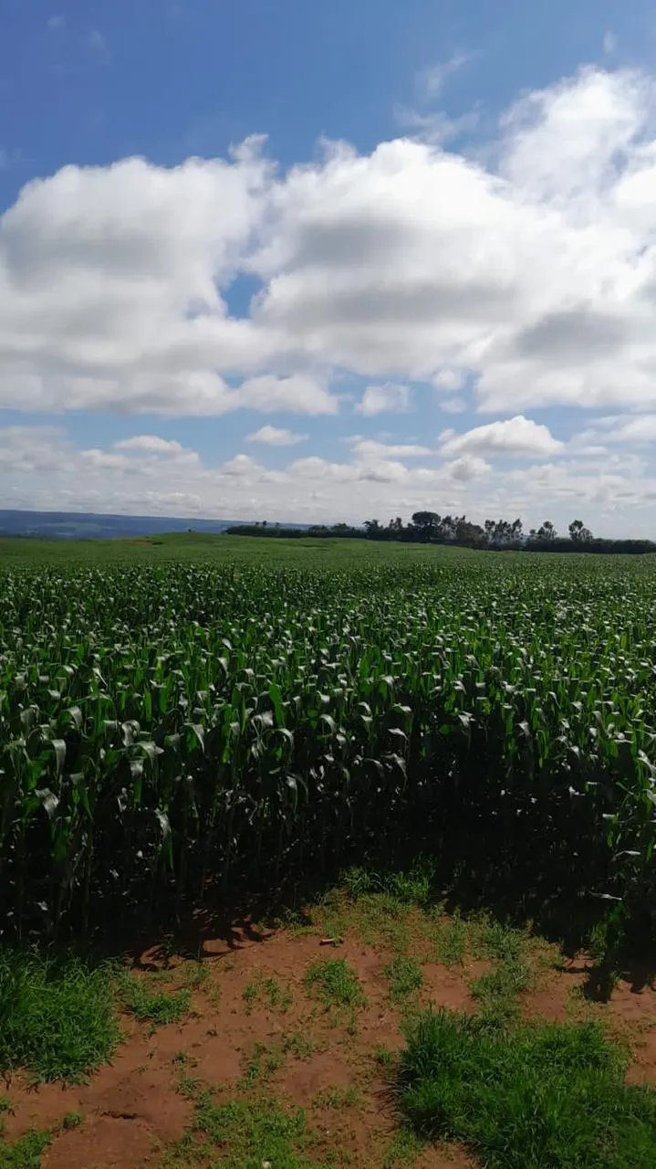 Fazenda à venda de 90 ha em Uberlândia, MG, Brasil