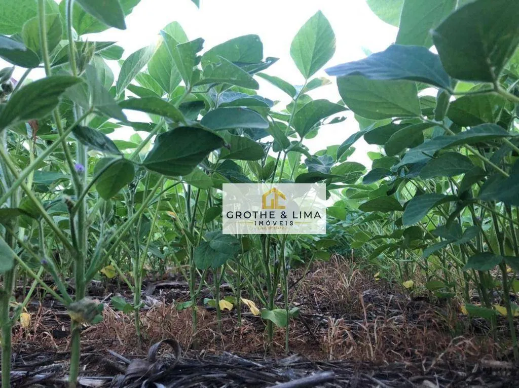 Fazenda à venda de 39.000 ha em Confresa, MT, Brasil