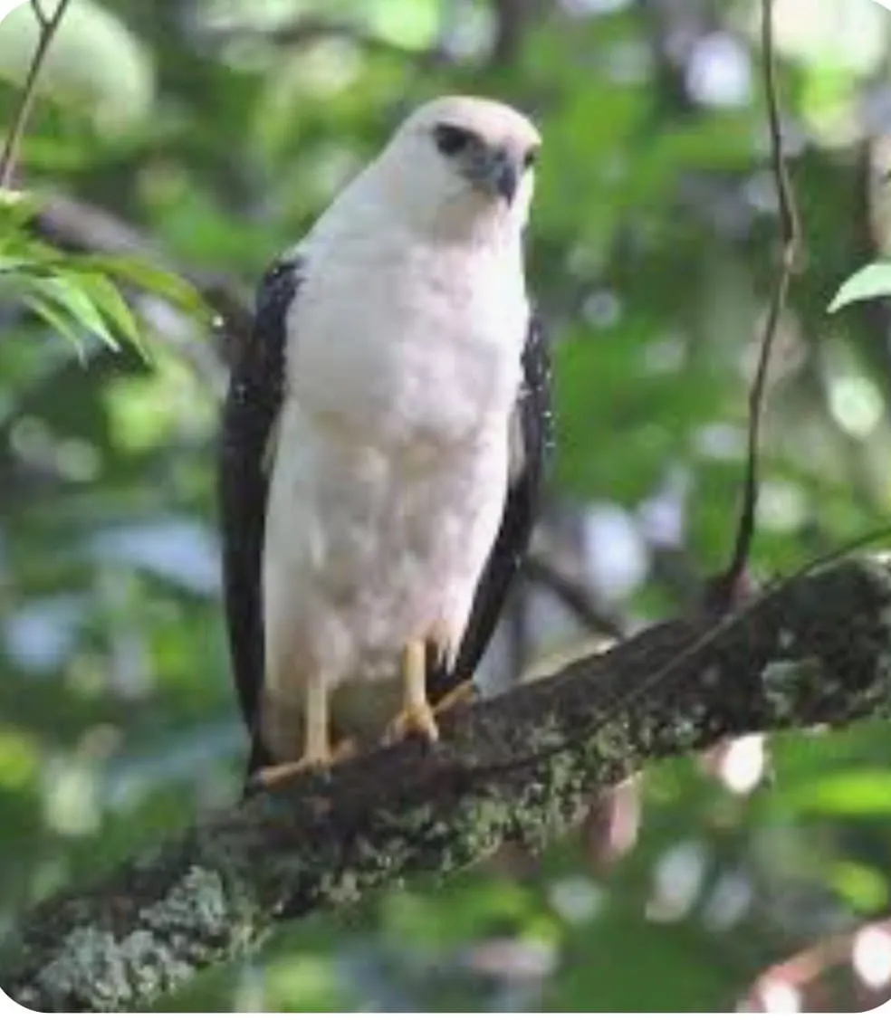 Chácara  de 1 ha em Vinhedo, SP, Brasil