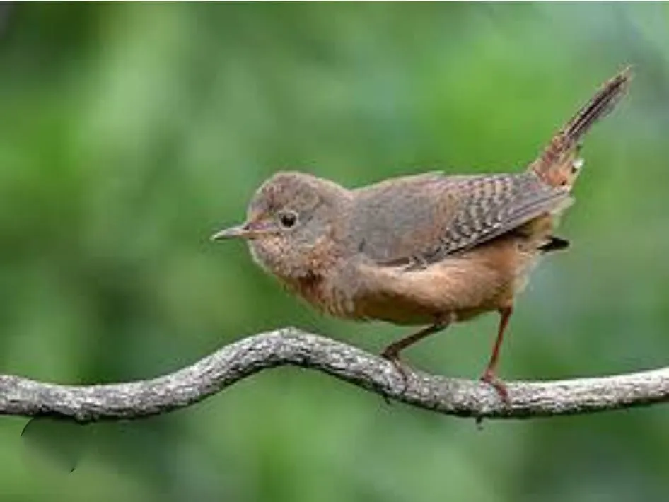 Chácara  de 1 ha em Vinhedo, SP, Brasil