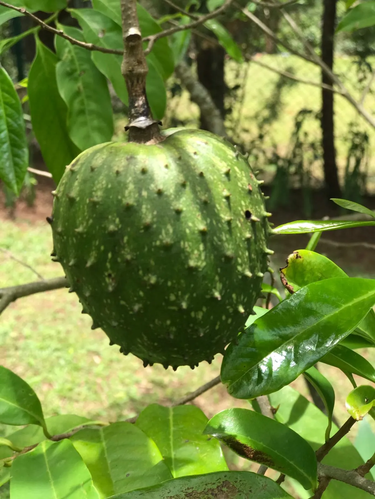 Chácara  de 1 ha em Vinhedo, SP, Brasil