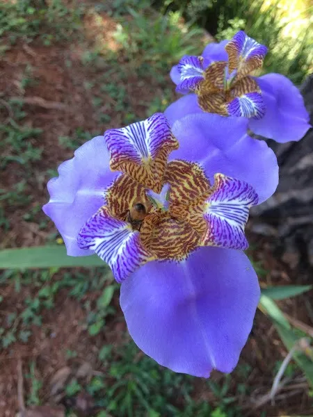 Chácara  de 1 ha em Vinhedo, SP, Brasil