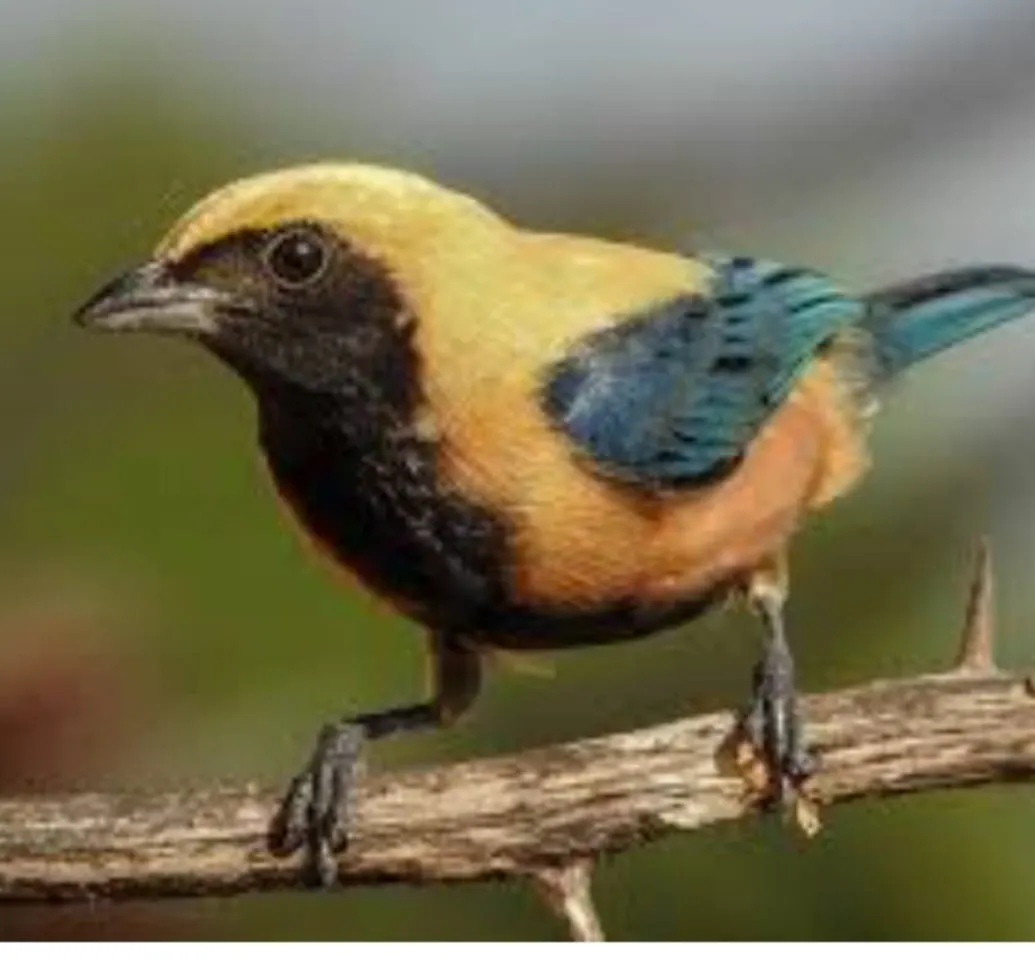 Chácara  de 1 ha em Vinhedo, SP, Brasil