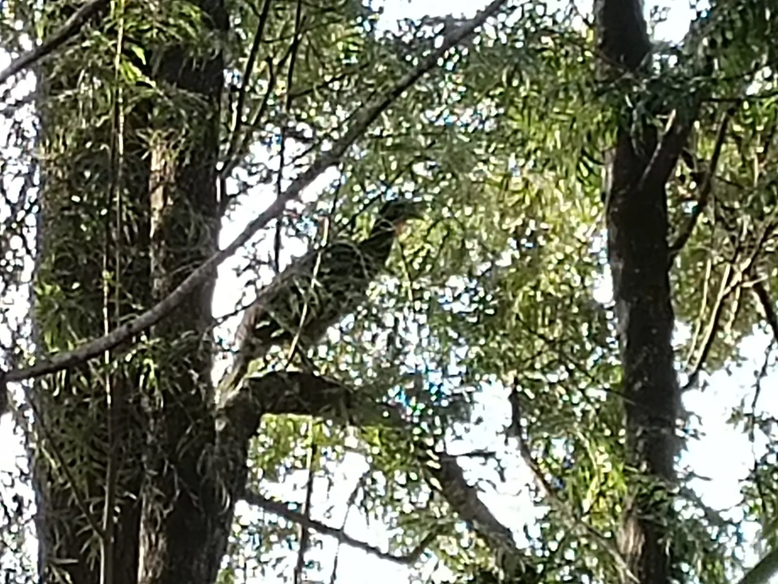 Chácara  de 1 ha em Vinhedo, SP, Brasil