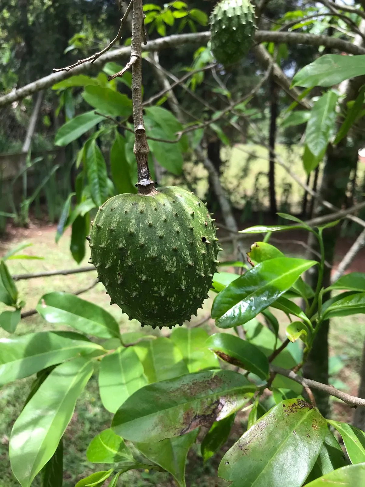 Chácara  de 1 ha em Vinhedo, SP, Brasil
