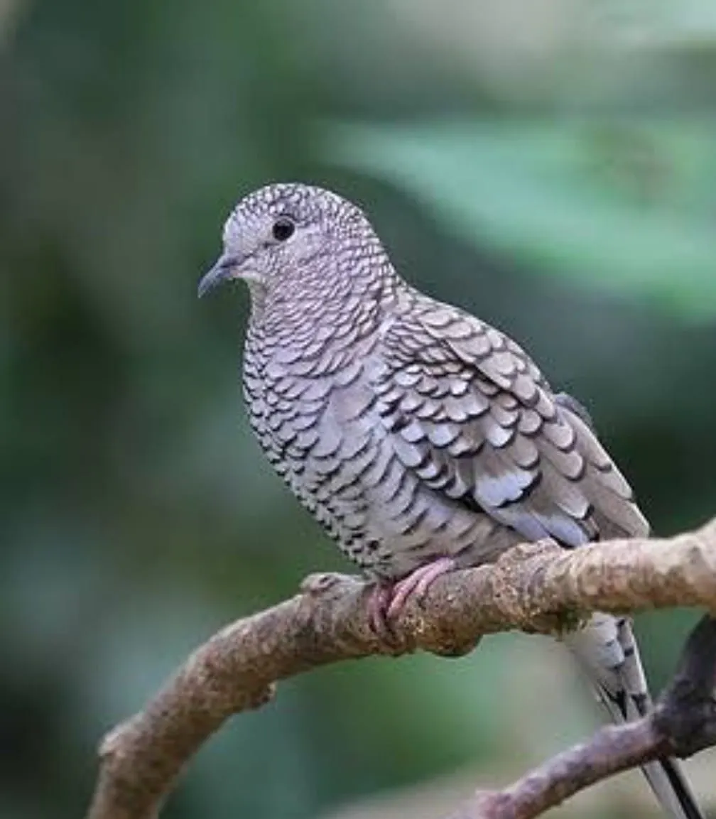 Chácara  de 1 ha em Vinhedo, SP, Brasil