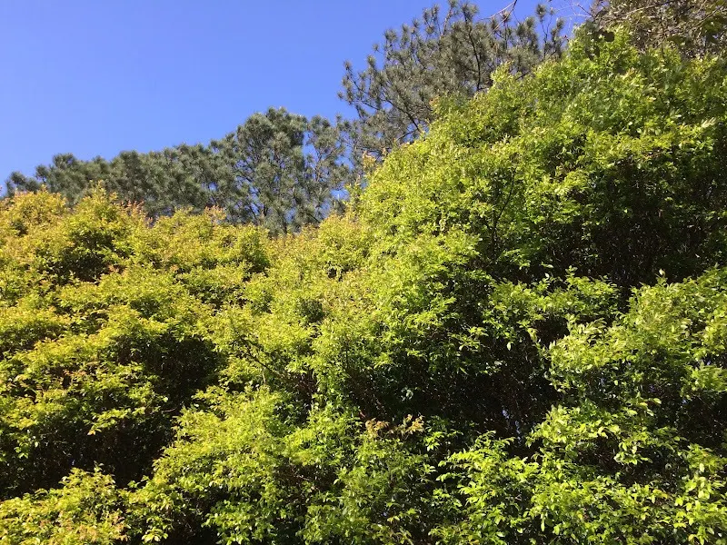 Chácara  de 1 ha em Vinhedo, SP, Brasil