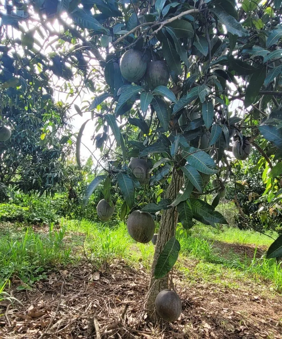 Sítio à venda de 4 ha em Monte Mor, SP, Brasil