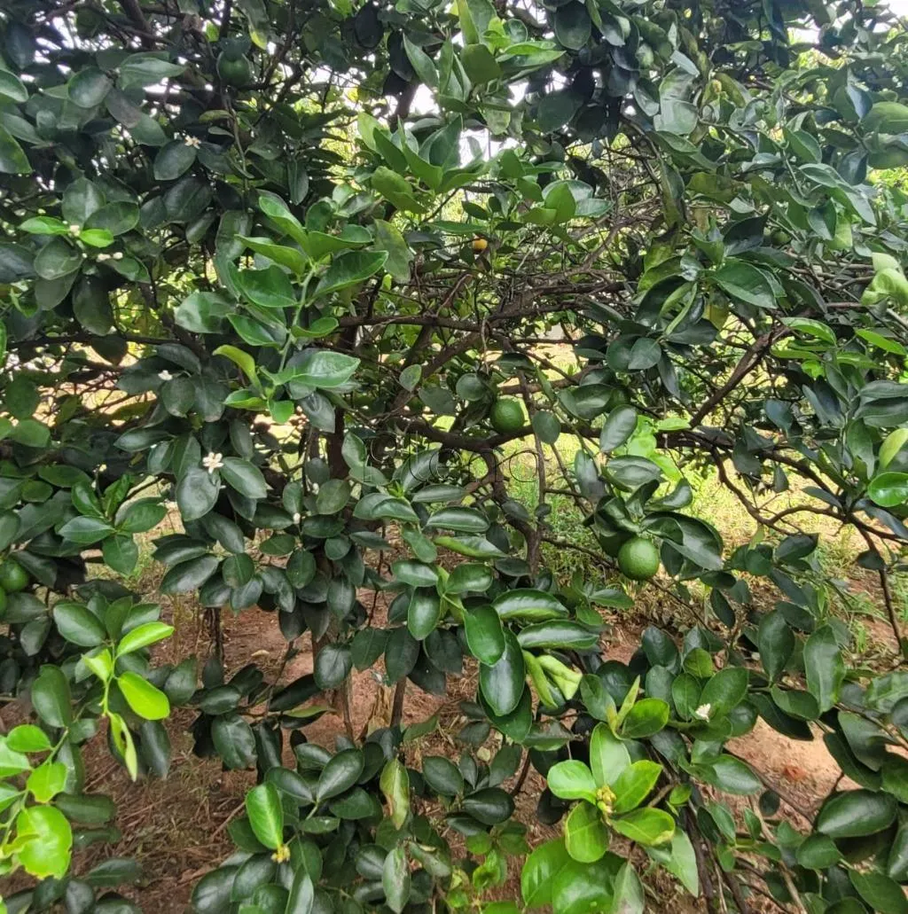 Sítio à venda de 4 ha em Monte Mor, SP, Brasil