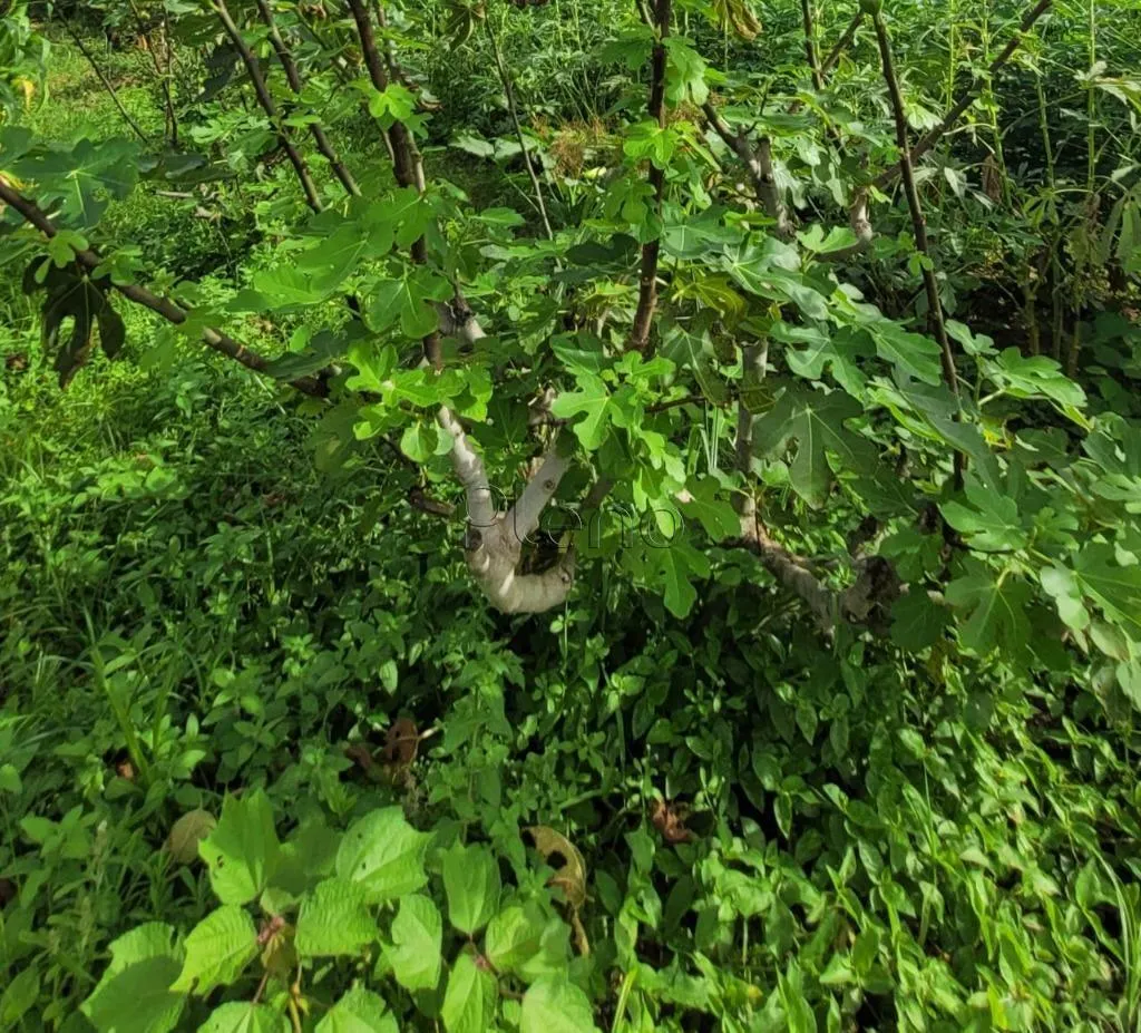 Sítio à venda de 4 ha em Monte Mor, SP, Brasil