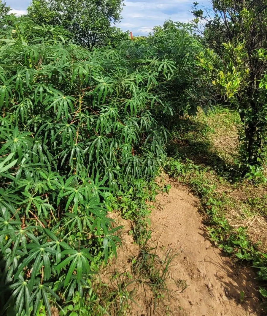 Sítio à venda de 4 ha em Monte Mor, SP, Brasil