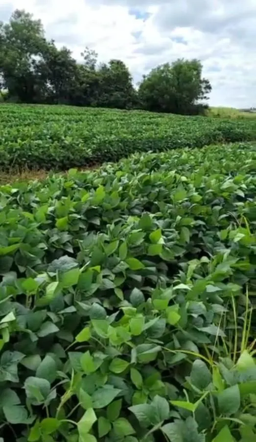 Sítio à venda de 36 ha em Santa Rita do Passa Quatro, SP, Brasil