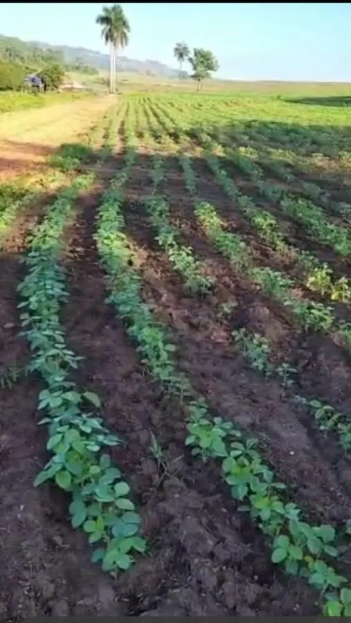 Sítio à venda de 36 ha em Santa Rita do Passa Quatro, SP, Brasil