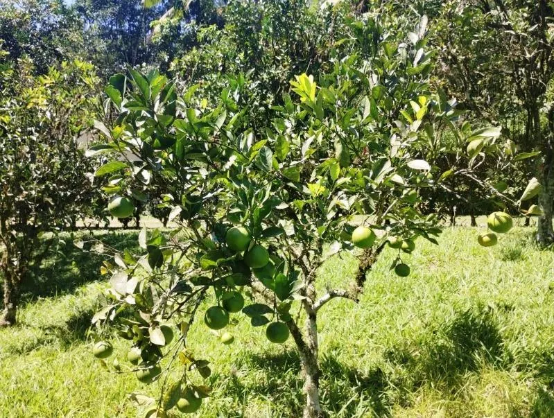 Chácara à venda de 2 ha em Juquitiba, SP, Brasil