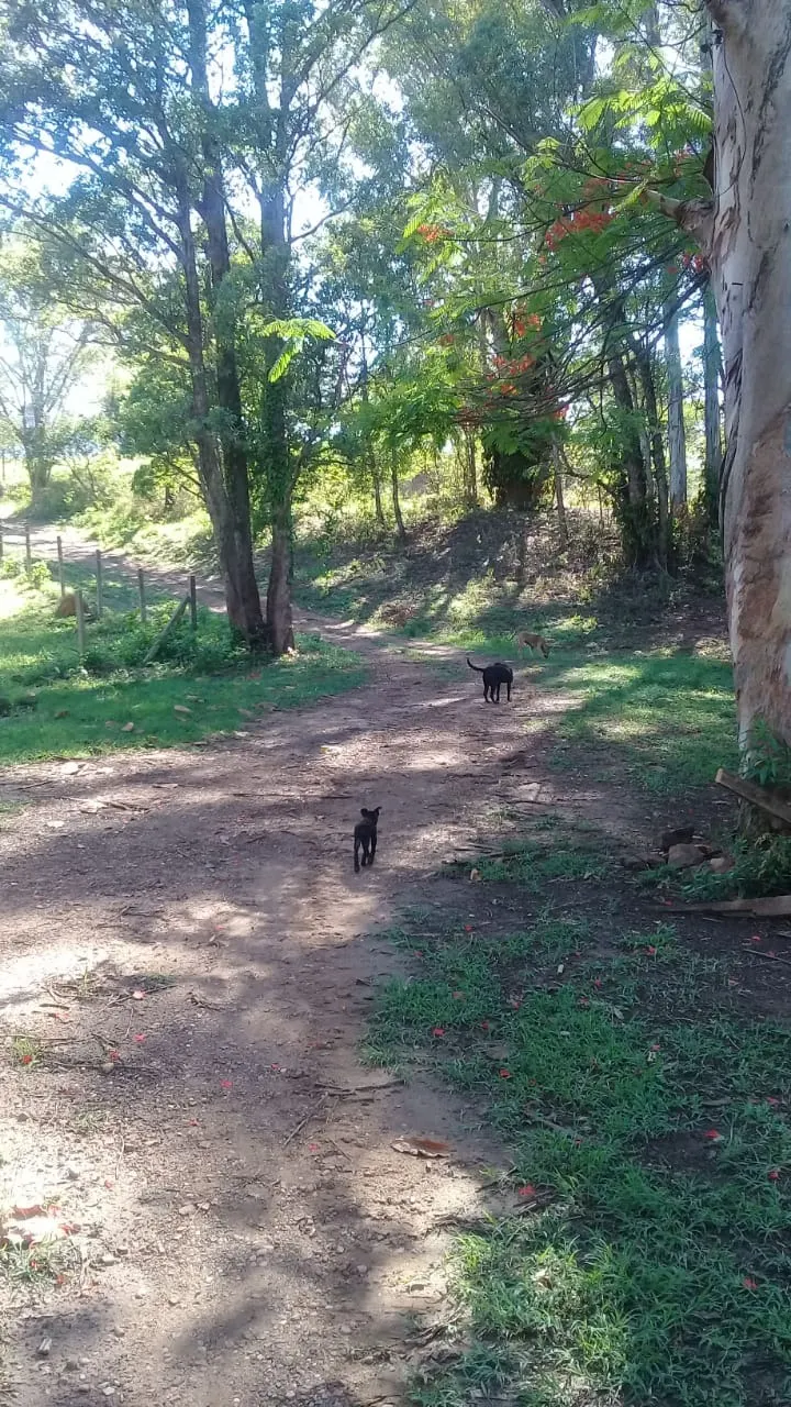 Sítio à venda de 13 ha em Jaguariúna, SP, Brasil