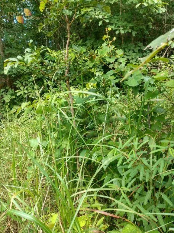 Farm for sale of 593 acres in Tesouro, MT, Brazil