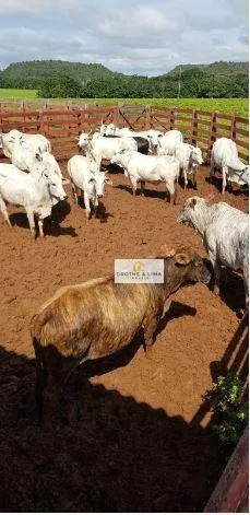 Fazenda à venda de 9.910 ha em Araguaína, TO, Brasil