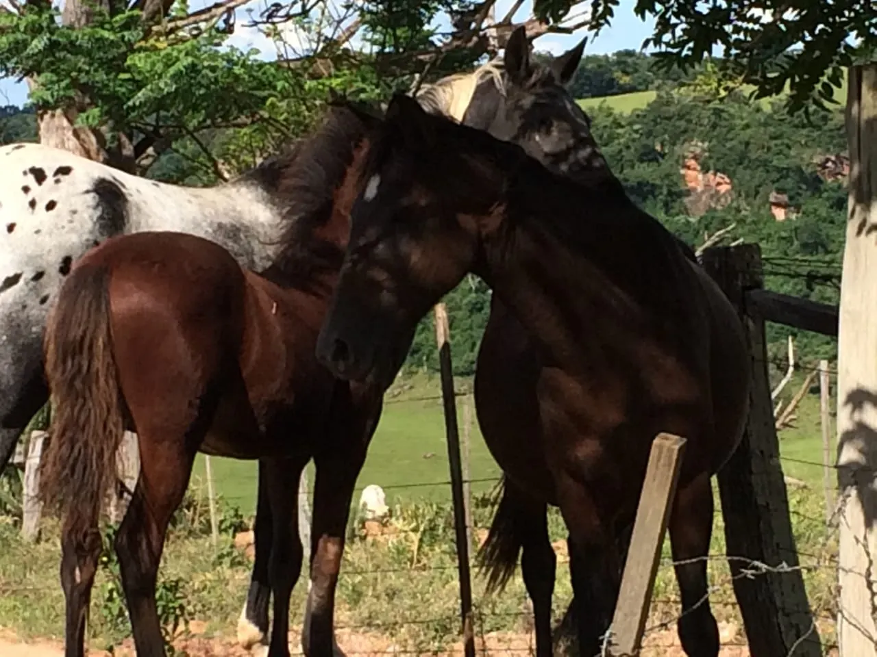 Sítio à venda de 16 ha em Piraju, SP, Brasil
