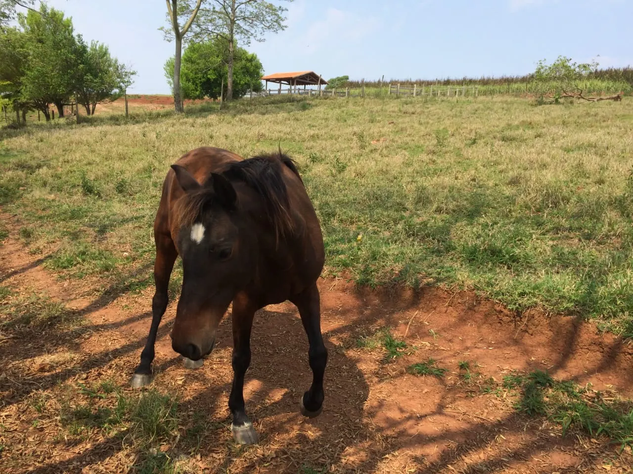 Sítio à venda de 16 ha em Piraju, SP, Brasil