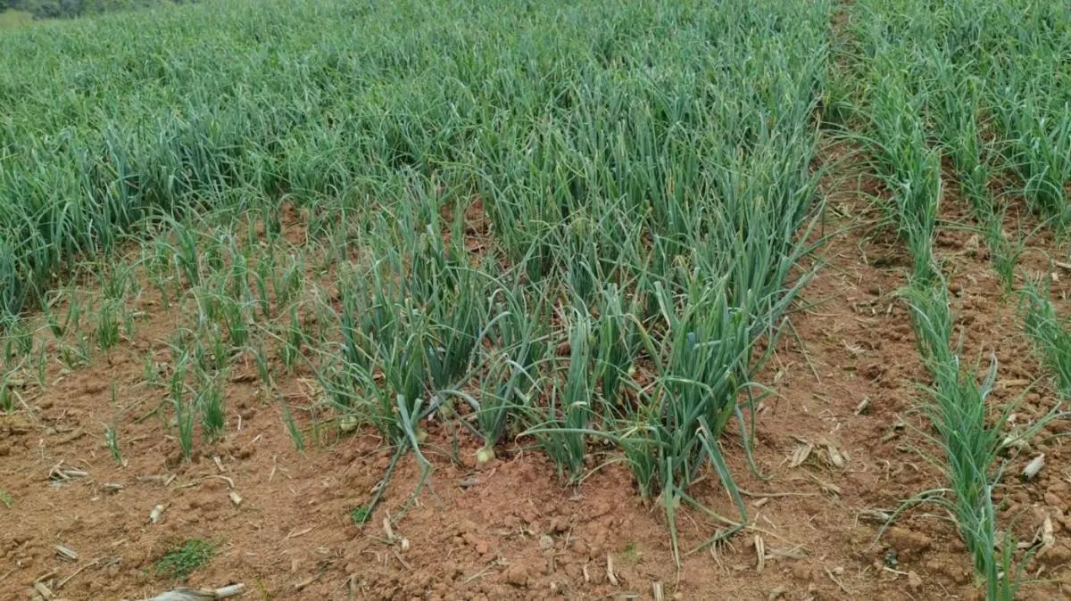 Sítio à venda de 24 ha em Itobi, SP, Brasil