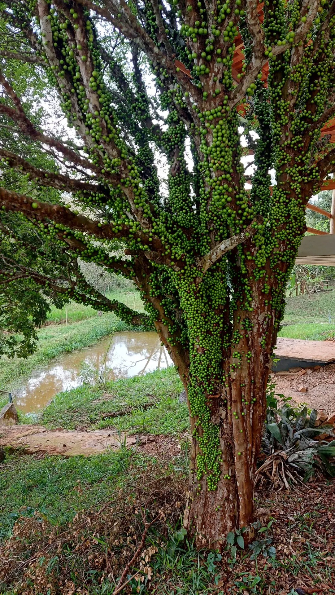 House for sale of 3 acres in Soledade de Minas, MG, Brazil