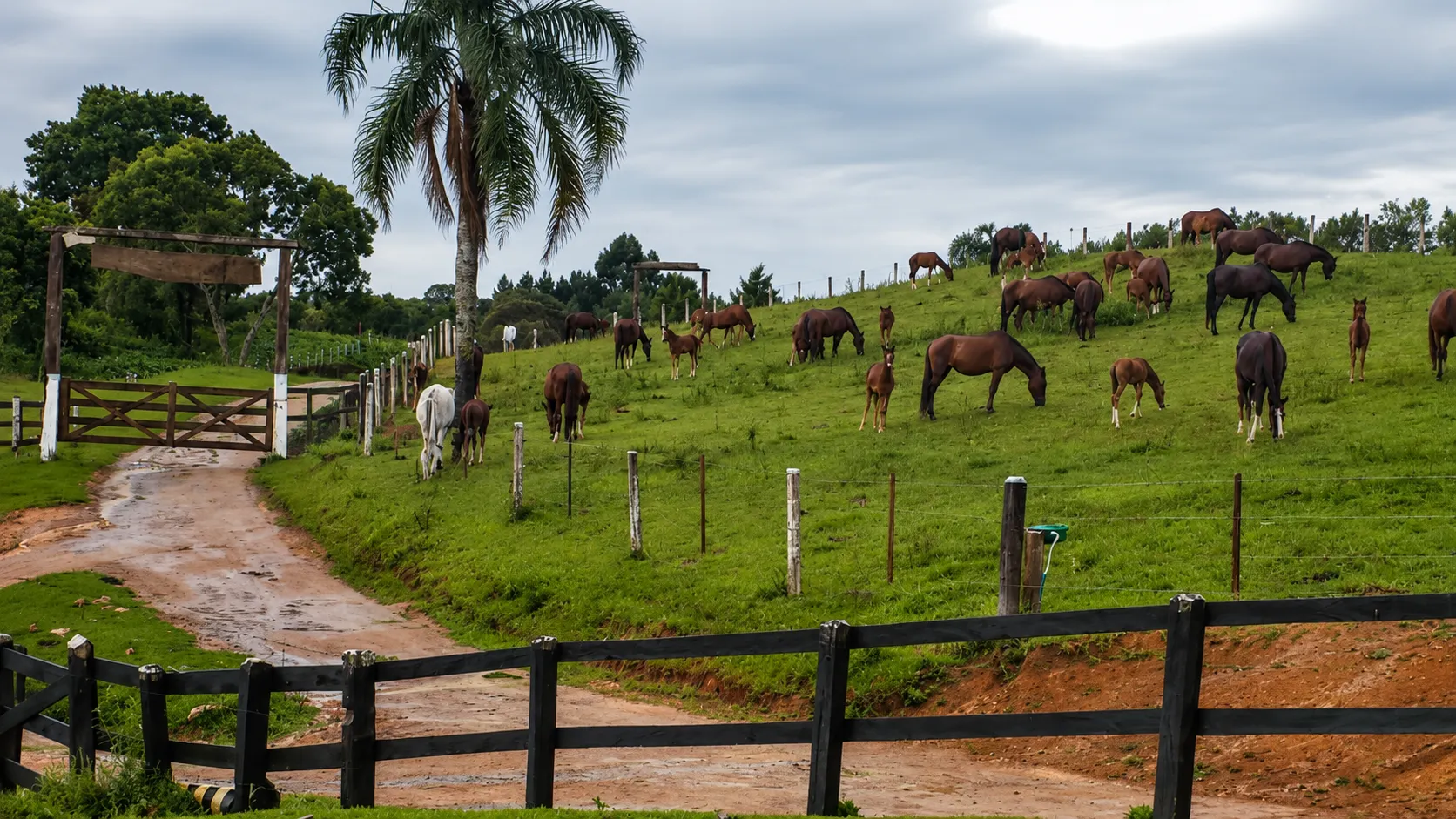 Haras à venda de 52 ha em Tijucas do Sul, PR, Brasil