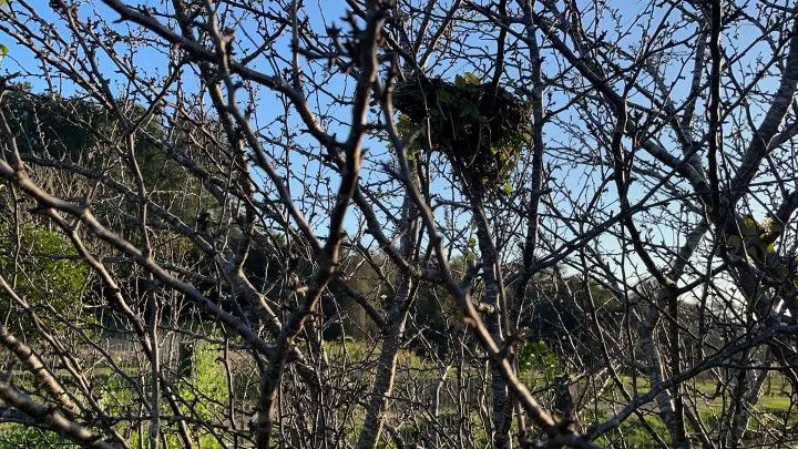 Chácara à venda de 3.900 m² em Rolante, RS, Brasil