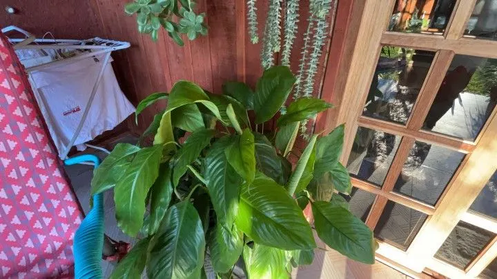 Country home for sale of 3,900 m² in Rolante, RS, Brazil