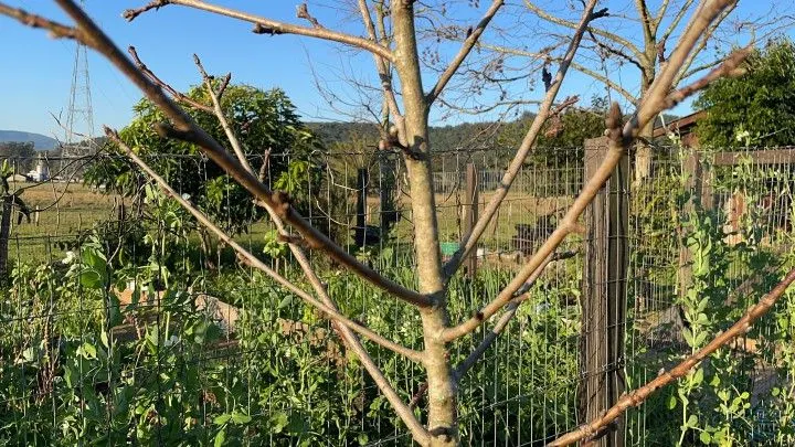 Country home for sale of 3,900 m² in Rolante, RS, Brazil