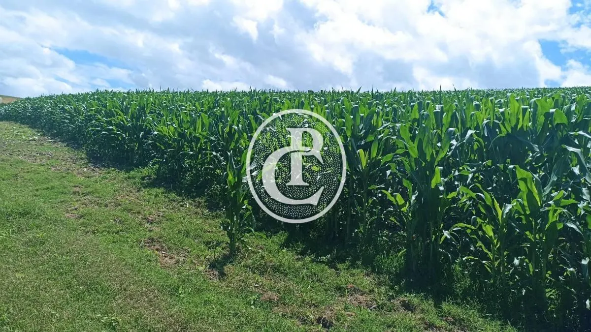 Fazenda à venda de 82 ha em Paraibuna, SP, Brasil