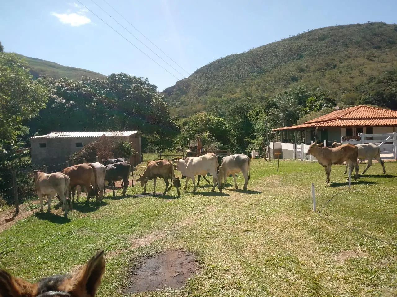 Sítio à venda de 63 ha em Delfinópolis, MG, Brasil