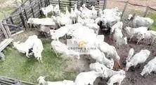 Fazenda à venda de 174 ha em Igaratá, SP, Brasil