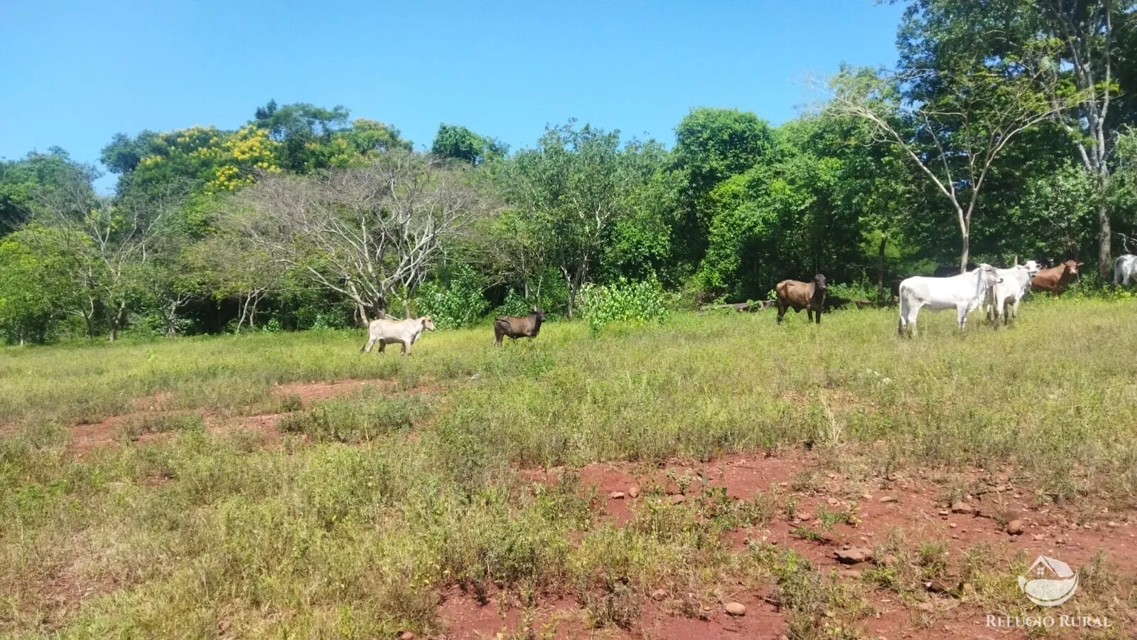 Small farm for sale of 101 acres in Frutal, MG, Brazil